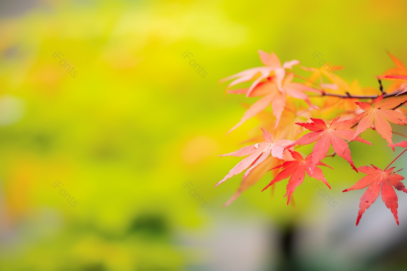 新生的枫叶树植物风景摄影壁纸,高清,摄影图,摄影图片,图片大全,摄影图免费下载
